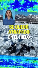 Estas orcas lograron escapar de un destino trágico