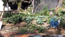 Colectivo Teocintle denuncia imposición de Zapopan para trabajar en el Parque Agroecológico