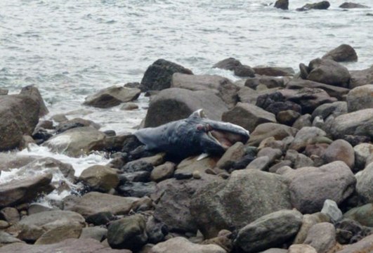 Ballena varada en playa Amapas de Puerto Vallarta