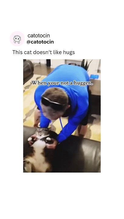 Funny cats