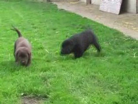 Labradors du Taillis Madame