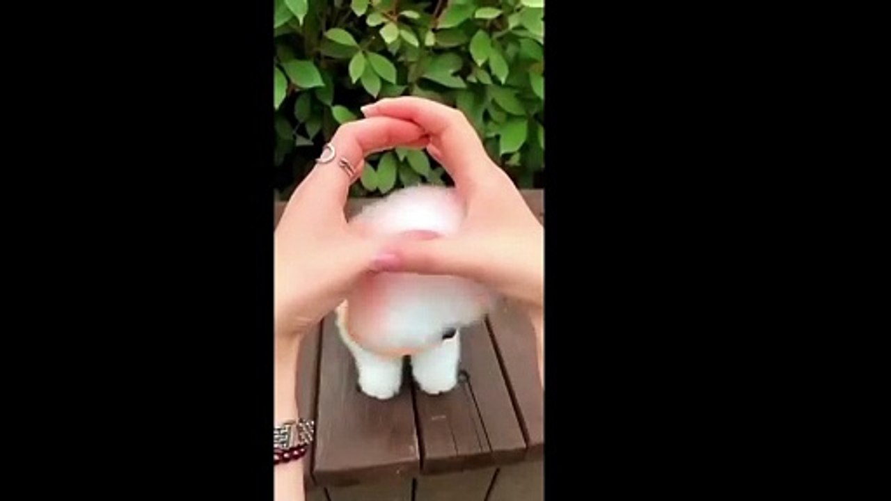 Cute dog
