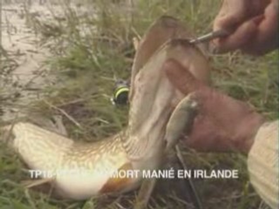 Peche au mort manie