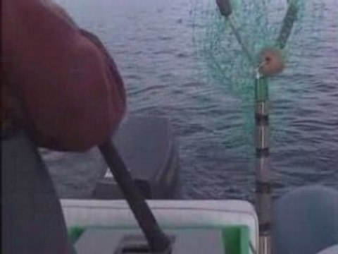 Peche du bar aux leurres de surface