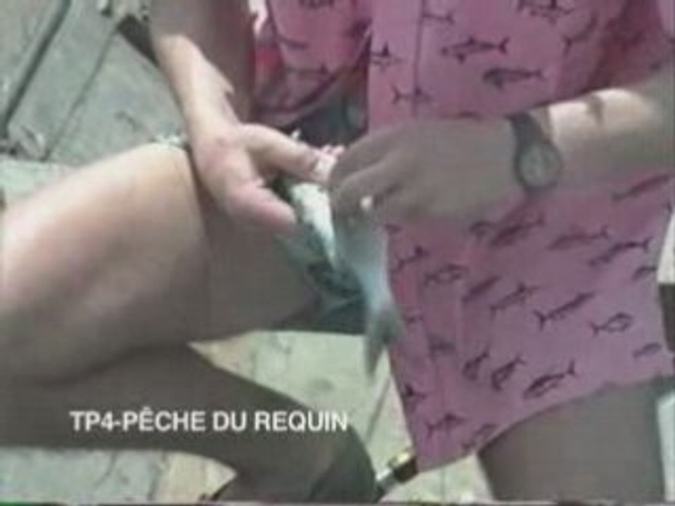 Peche du requin