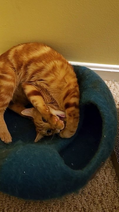 Cat Has Makeup To Do Too