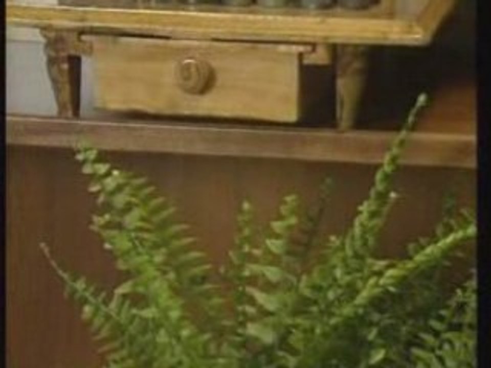 Plantes d'Appartement 3