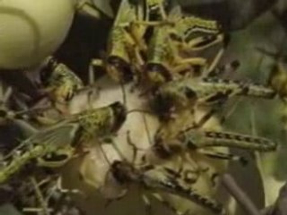 L'INVASION DES CRIQUETS