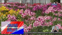 Flower farmers, abala na para sa Valentine's Day celebration | UB