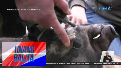 Piggy pedicure, alok ng isang bar sa Brest, France | UB