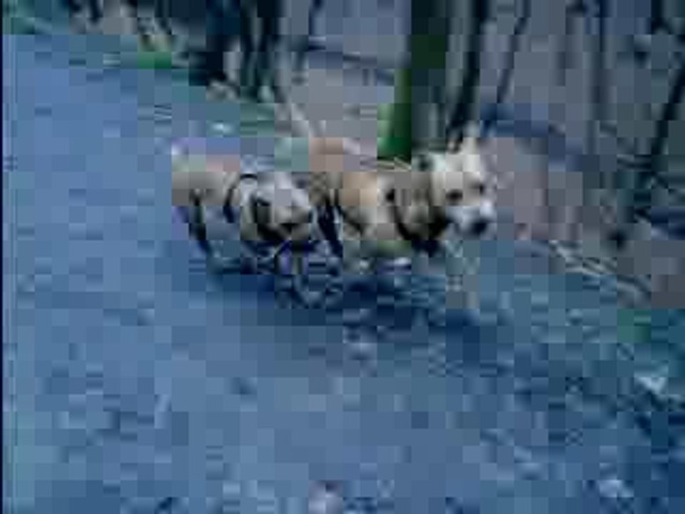 jack et  ses coupines