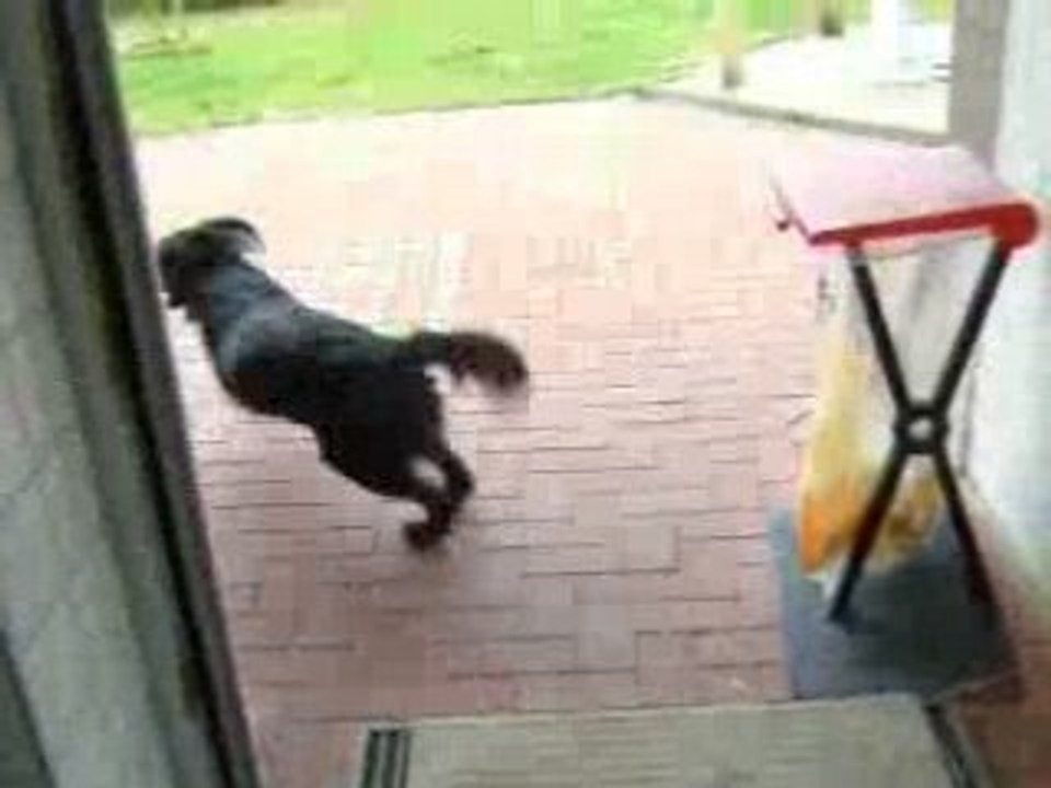 Dara bringt die Zeitung