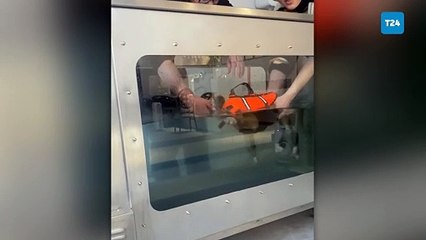 Havuç kafa P. Yonca’nın 25 Aralık günü başlayan ayakta kalma savaşı