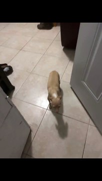 Daisy Giving Birth a Puppies