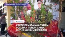 Kakek di Majalaya Tanam Puluhan Pohon Ganja di Rumah untuk Konsumsi Pribadi