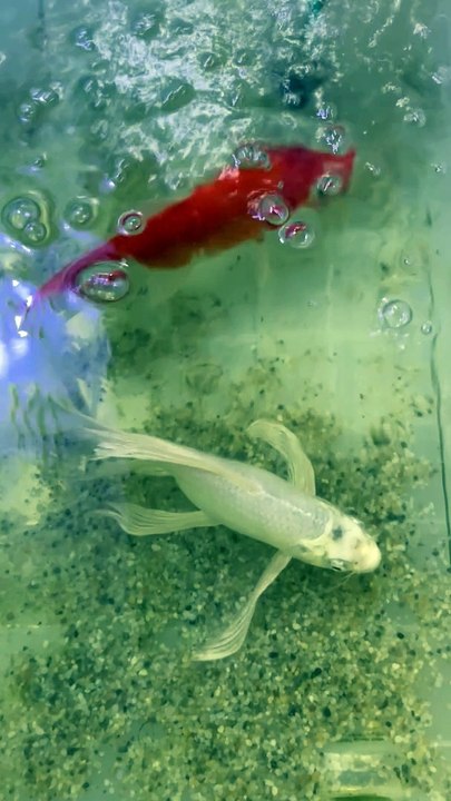 They are crying for bigger tank