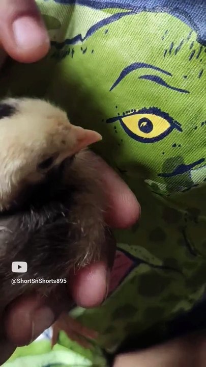 cute pets chicks