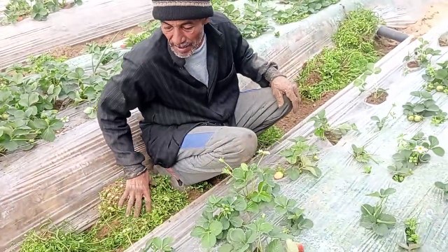 كل ما تحتاجه لزراعة الفراولة بنجاح مع الدكتور السيد قاعود #ازرع-فراولة#