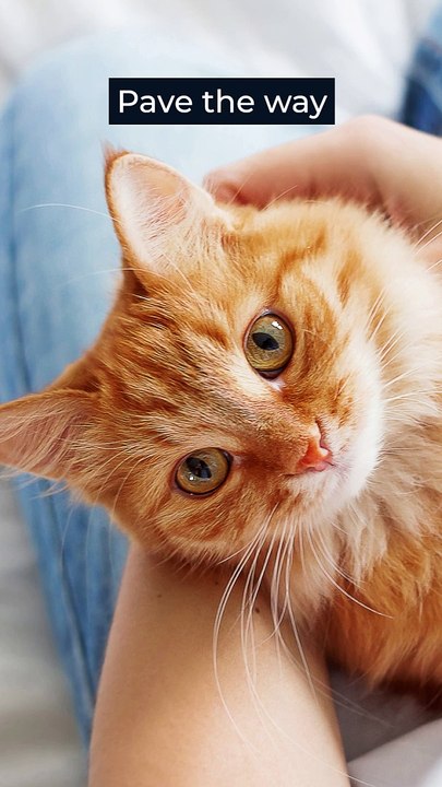 Cat Song