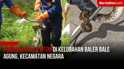 Penemuan Ular Piton di Kelurahan Baler Bale Agung, Kecamatan Negara