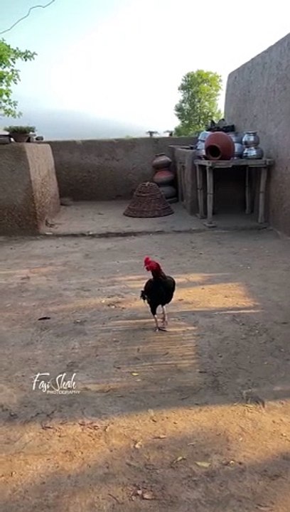 Desi Mahool