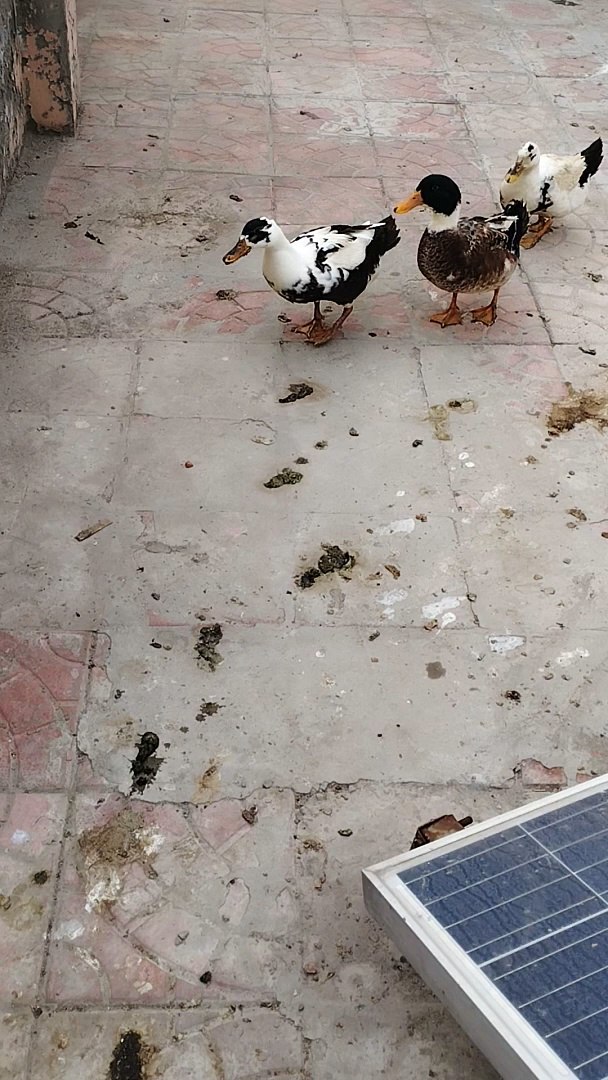 Duck lifestyle