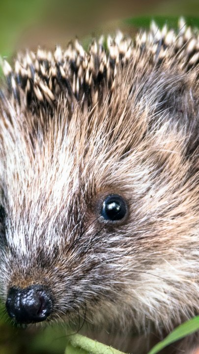 CAM - J'ai trouvé un hérisson dans mon jardin : que faire ?