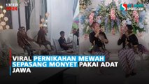 Viral Pernikahan Mewah Sepasang Monyet Pakai Adat Jawa