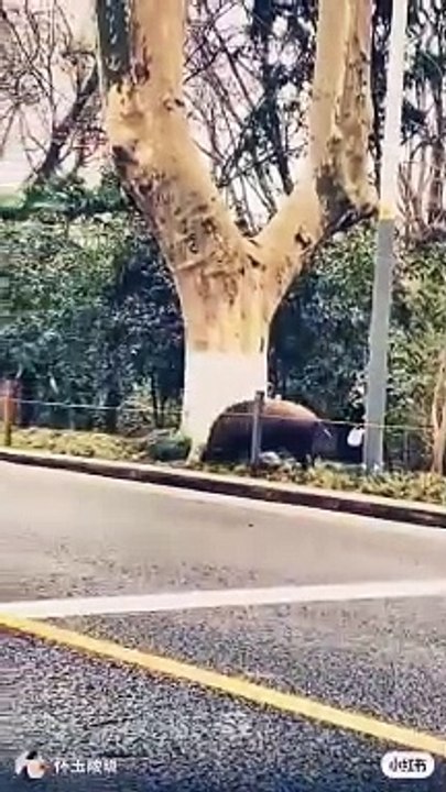 The Hamsters Dance  Song 