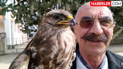 Yaralı bulunan kızıl şahin tedavi altına alındı