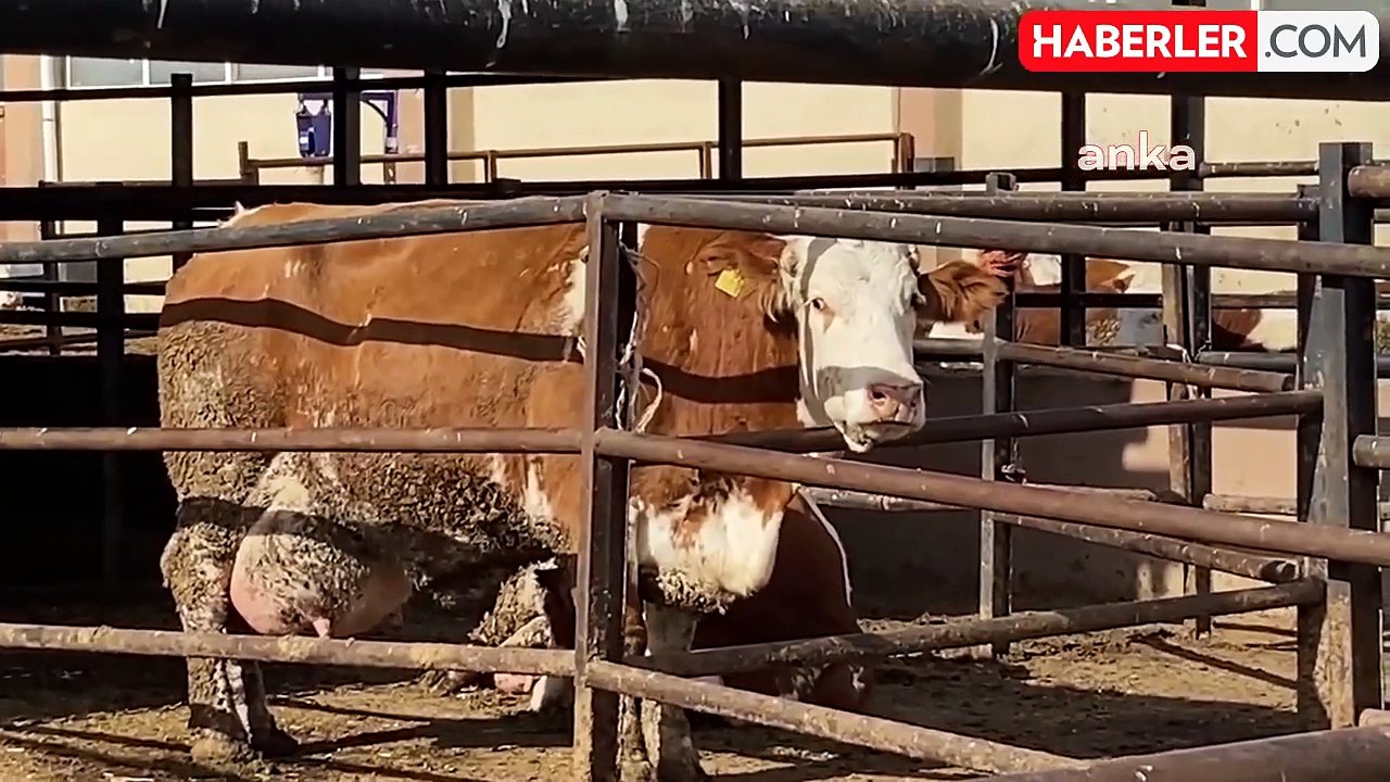 Süt Verimi Müzik Dinletilerek Artırıldı