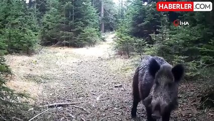 Annelerinin önüne kattığı domuz yavruları fotokapana yakalandı