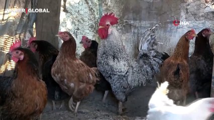 'Anne' diye bağıran horoz kesilmekten kurtuldu, canını zor kurtardı