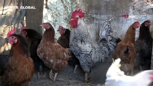 'Anne' diye bağıran horoz kesilmekten kurtuldu, canını zor kurtardı