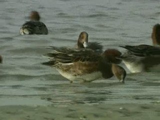 Reconnaitre les oiseaux de mer et de littoral