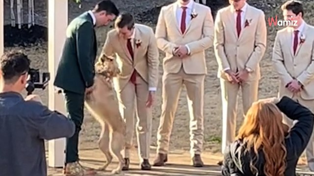 Au mariage de ses maîtres, ce chien a décidé de faire une entrée fracassante pour avoir son moment de gloire ! (vidéo)