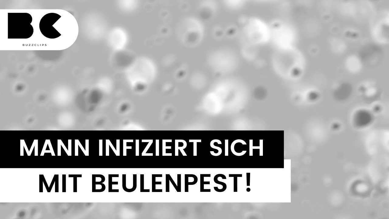 Schwarzer tod: katze infiziert mann mit beulenpest