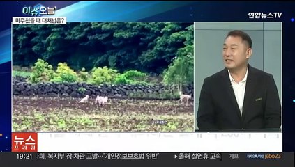 [뉴스프라임] 시민 떨게 하는 '들개'…일부 지자체, 집중포획까지