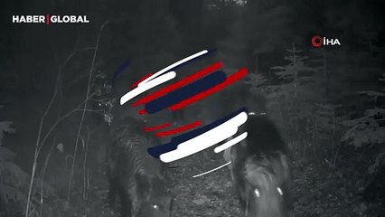 Annelerinin önünde kontrollü ilerleyen domuz yavruları fotokapana takıldı