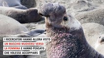 L'elefante marino salva il cucciolo: l'anomalia che colpisce gli etologi