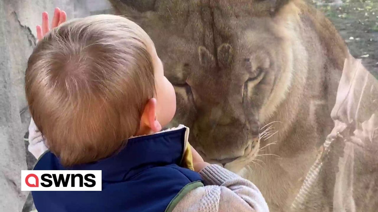 Baby beruhigt Löwin im Zoo mit einem einzigen Kuss