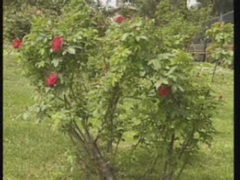 Roses Reines des Fleurs