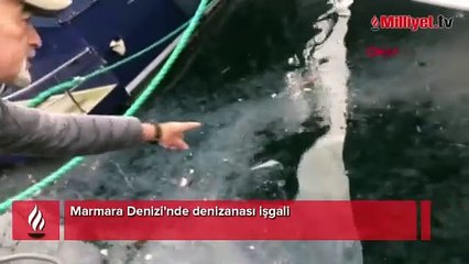 Marmara Denizi'nde korkutan işgali! 'Deprem kadar tehlikeli'