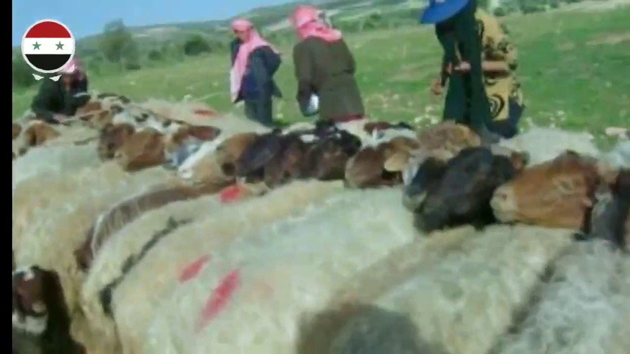 تعرف على حياة البدو«أحفاد الصحراء» في منطقة سلمية "