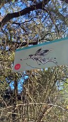 Ruta del bosque de las hadas o Les Estunes de Banyoles