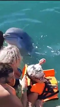Un dauphin très marrant fait des bisous à tout le monde