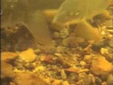 Sandres et Silures en Milieu Naturel