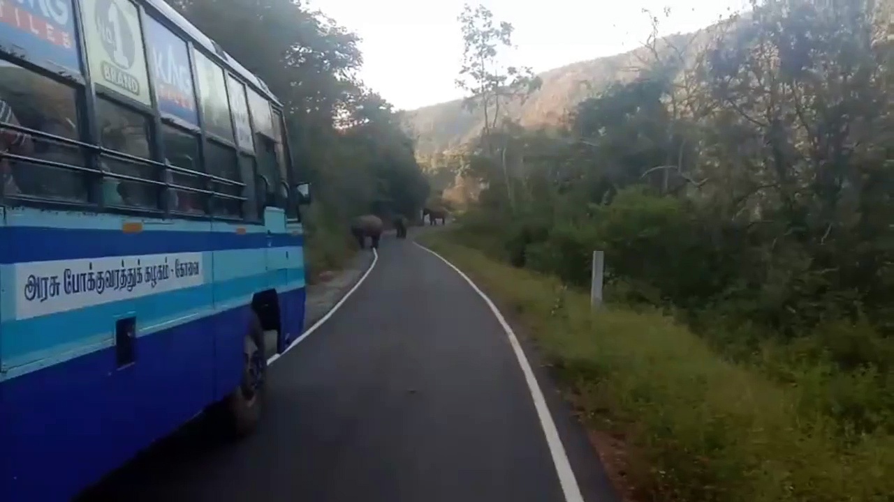 நீலகிரி மலைப்பாதையில் திடீரென அரசுப் பேருந்தை வழிமறித்த காட்டு யானை கூட்டம்; பயணிகள் அச்சம்