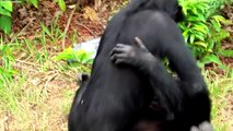 TOP 15 Animals With The Craziest Mating Rituals