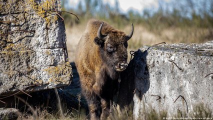 لماذا شكل قرون الحيوانات مختلف؟
